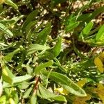 Gutierrezia sarothrae