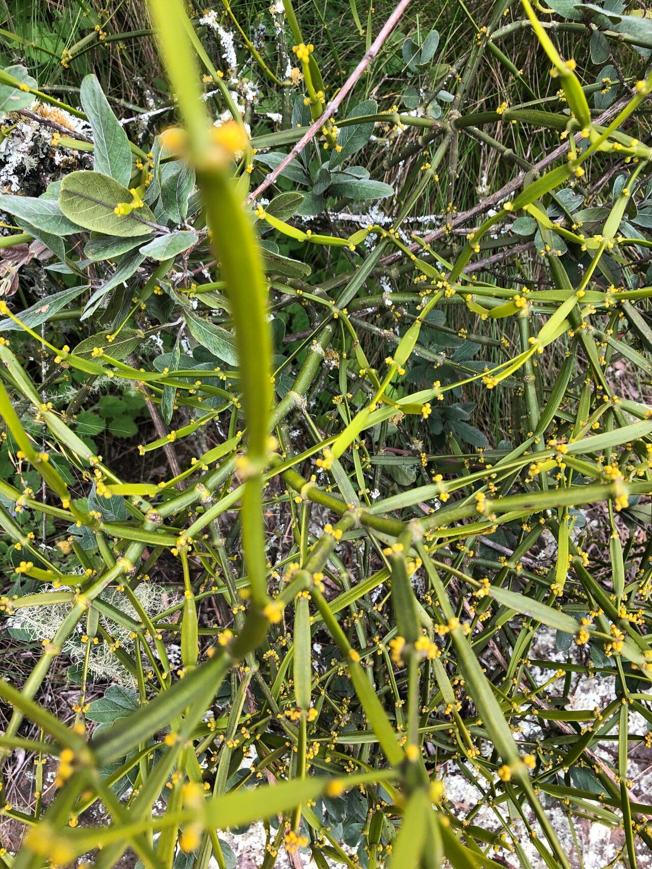 Viscum combreticola — houseplant care guide