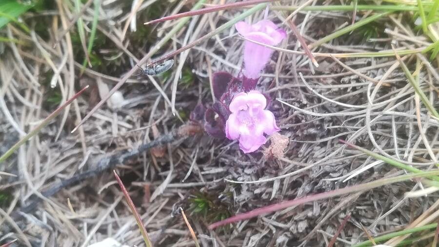 Clinopodium corsicum — search result for 'Clinopodium'