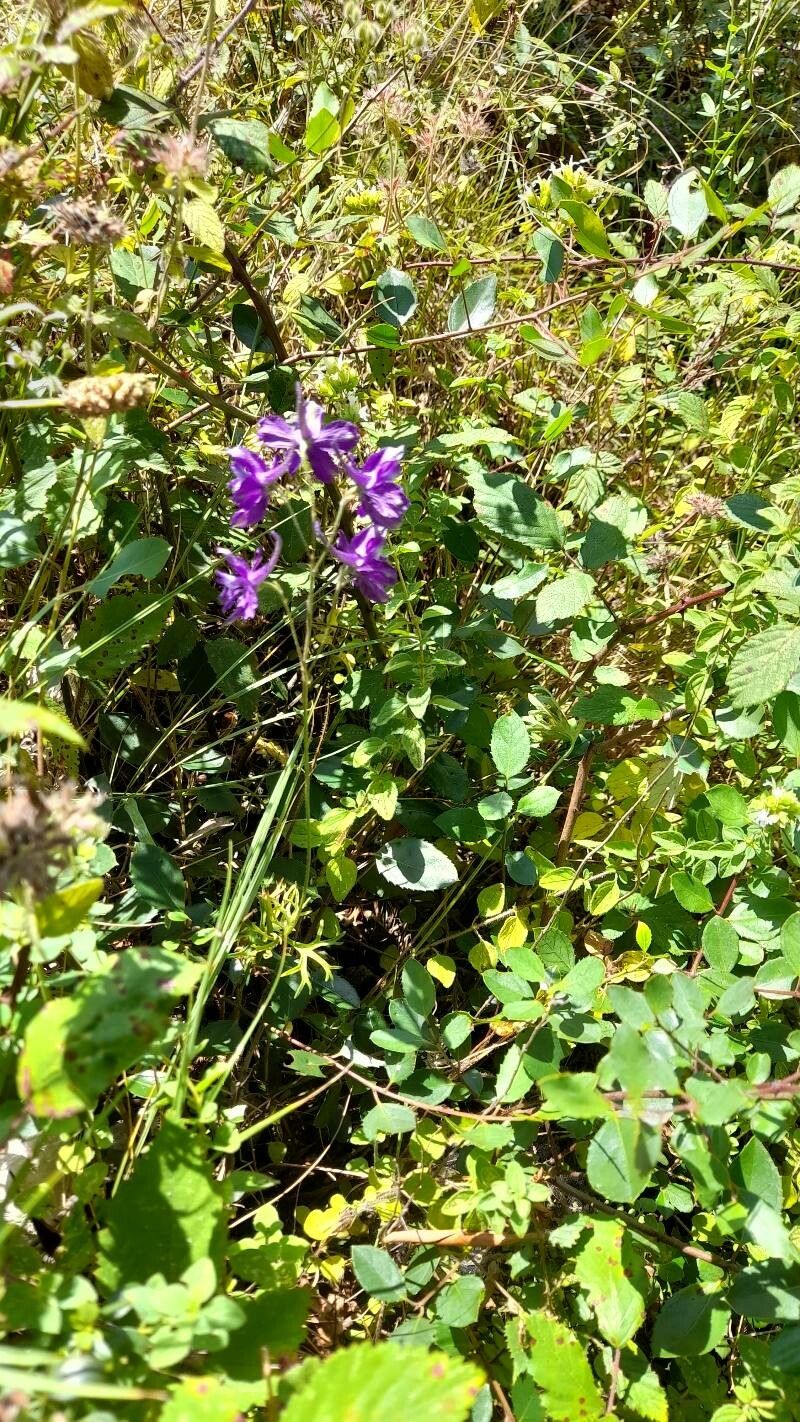 Delphinium pentagynum habit