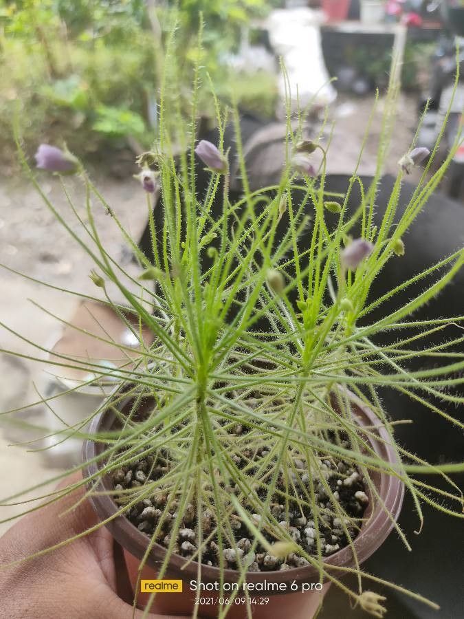 Byblis liniflora leaf