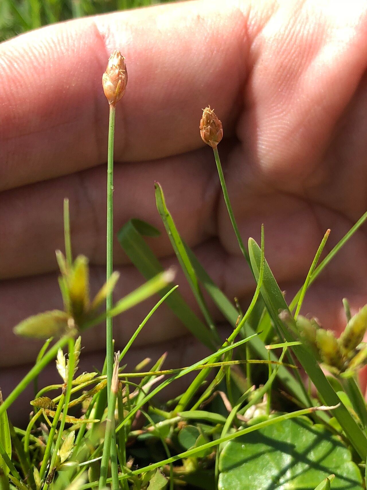 Fimbristylis schoenoides flower
