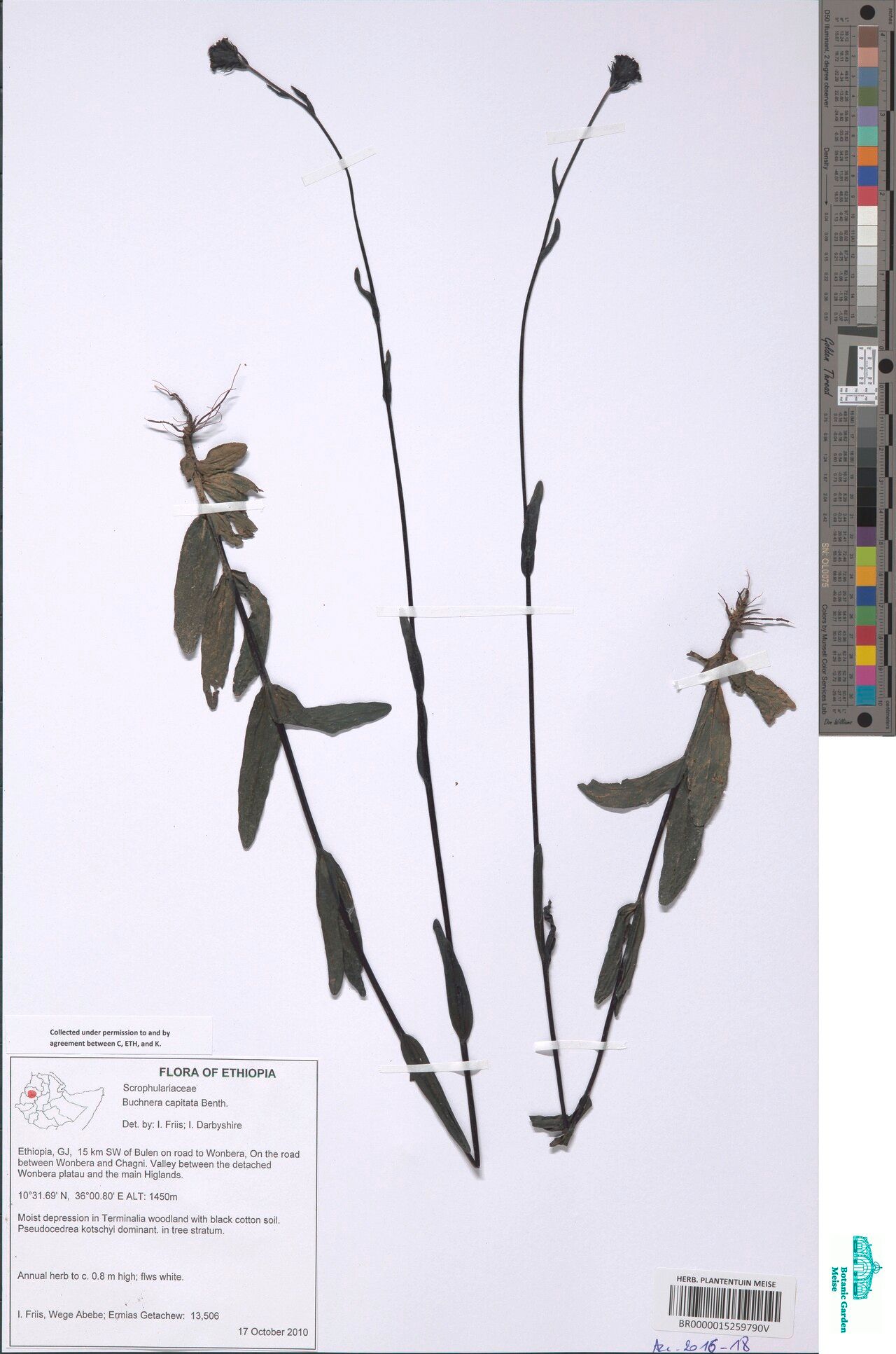 Buchnera decandollei — houseplant care guide