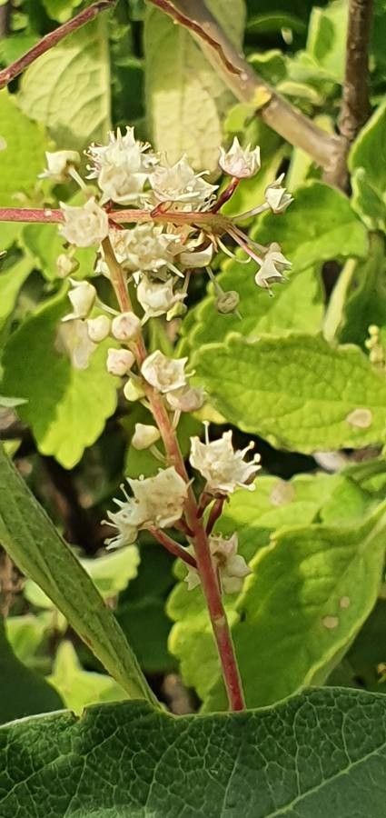 Terminalia prunioides flower