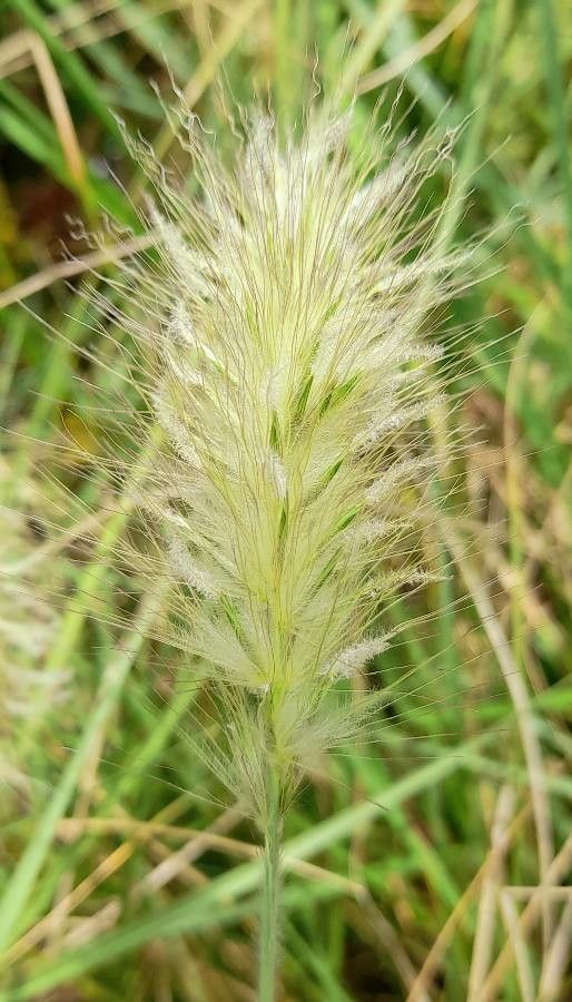 Pennisetum villosum flower