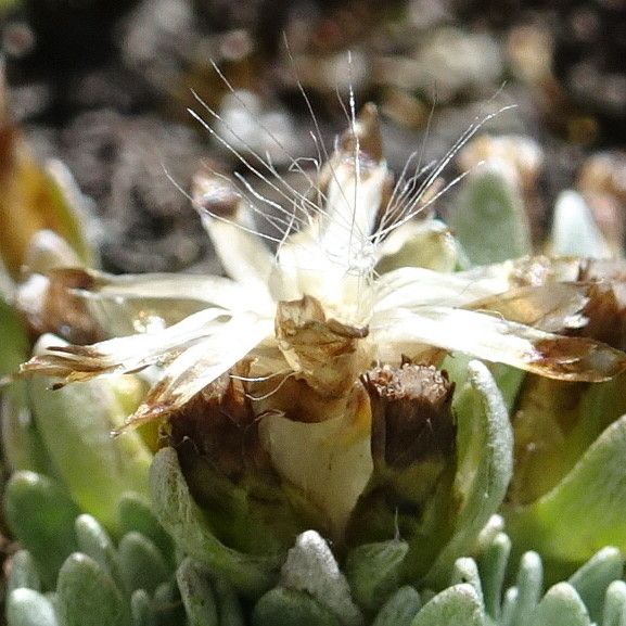 Gamochaeta lulioana fruit