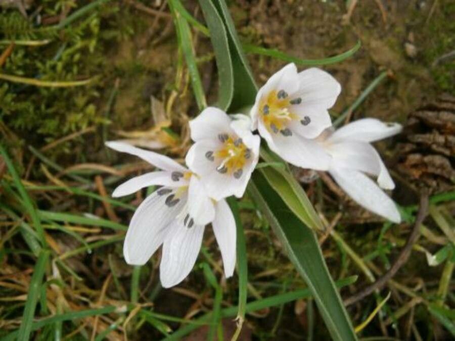 Colchicum hungaricum habit