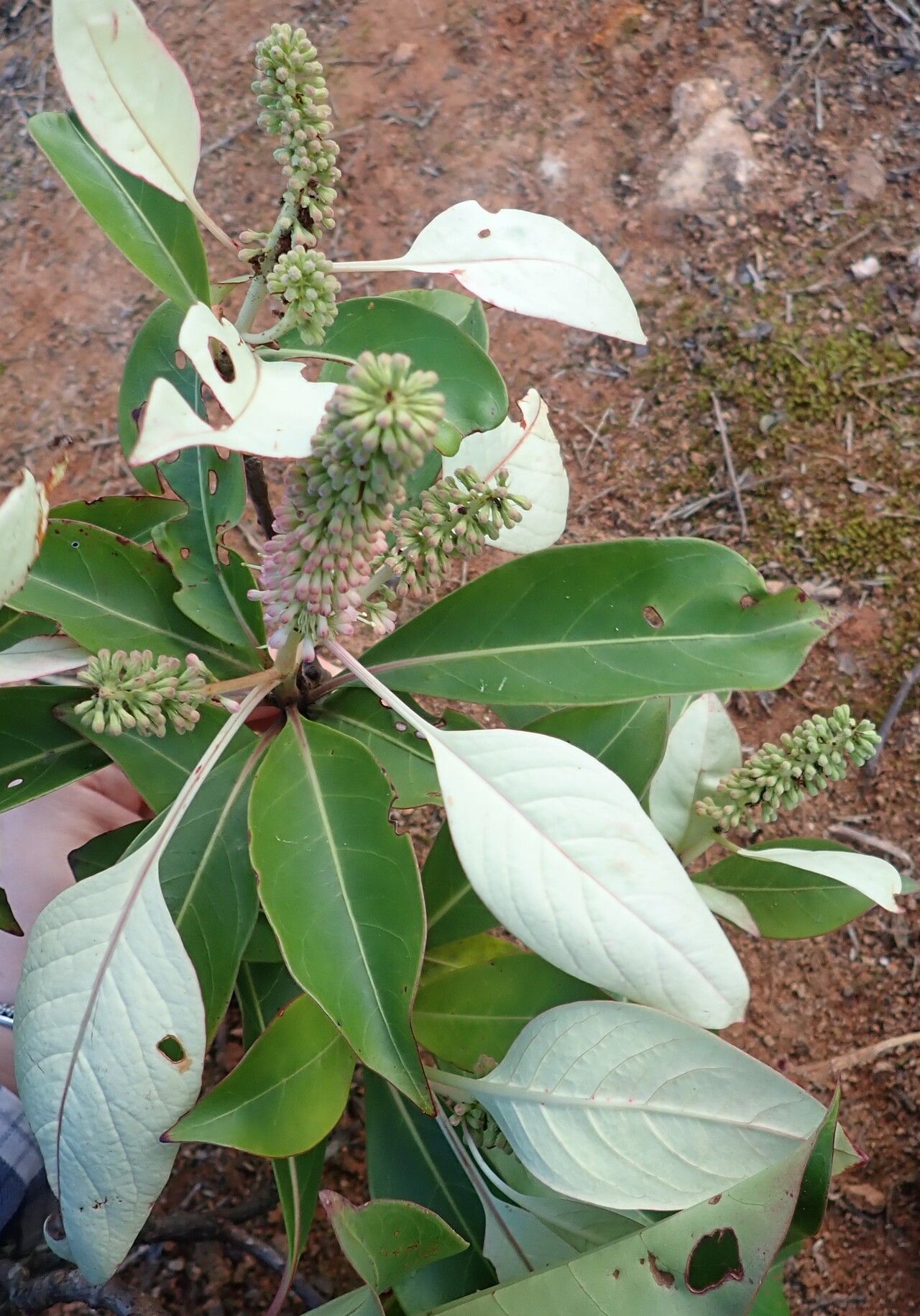 Hymenodictyon biafranum — related species from the same genus