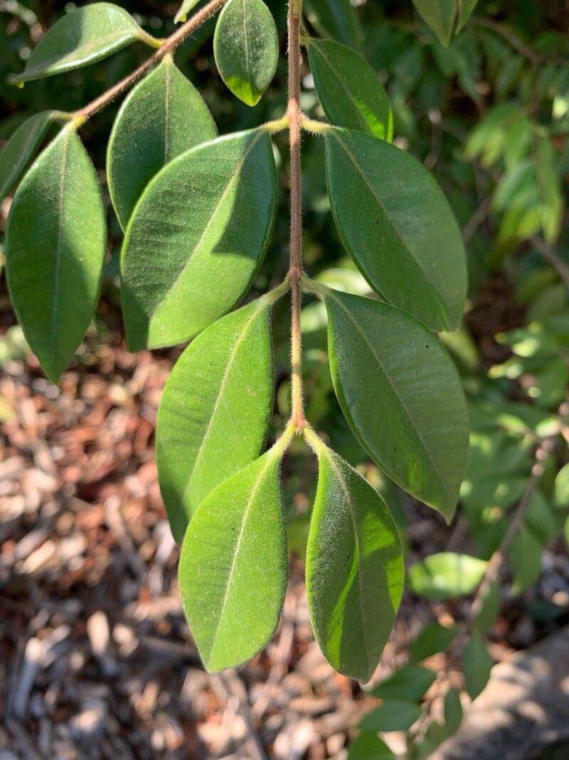 Myrciaria pilosa leaf