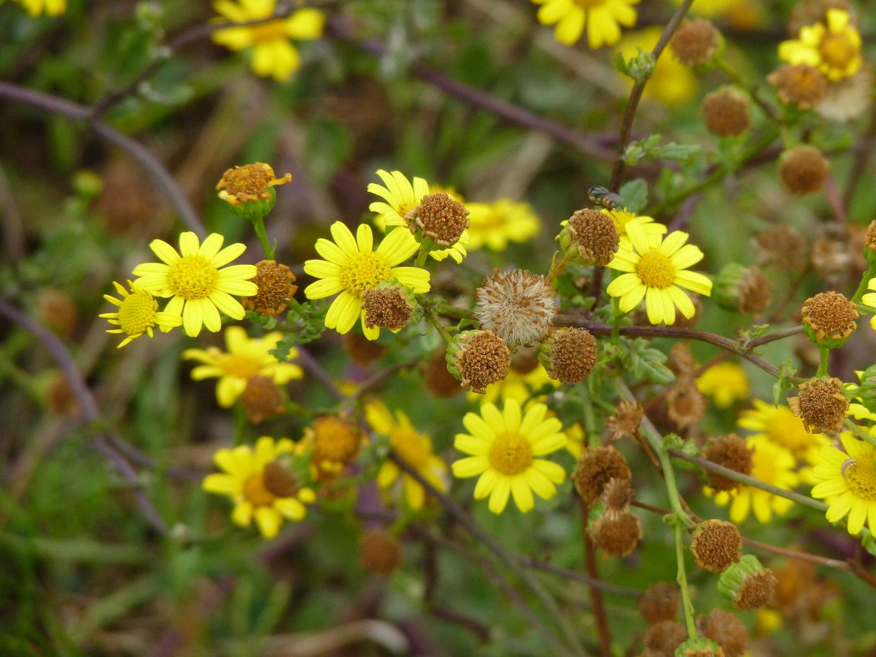 Senecio aquaticus flower
