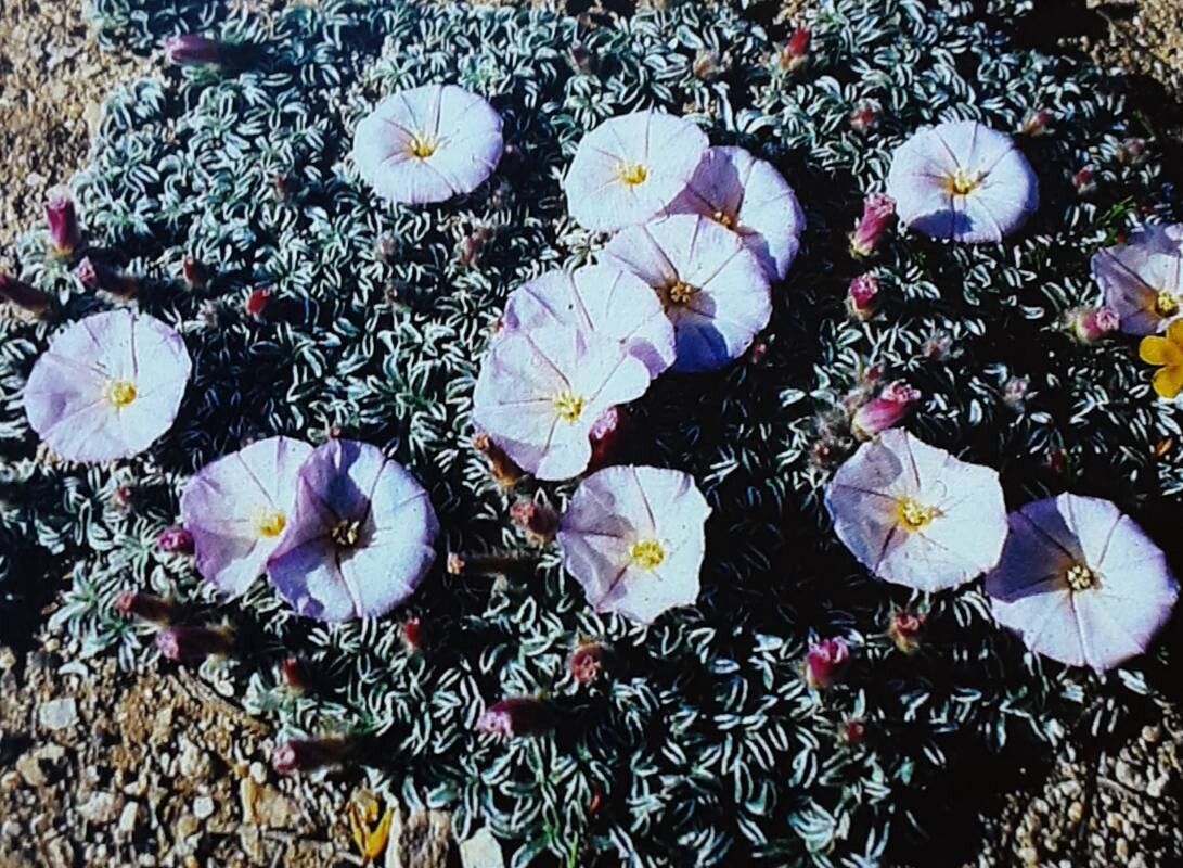 Convolvulus boissieri habit