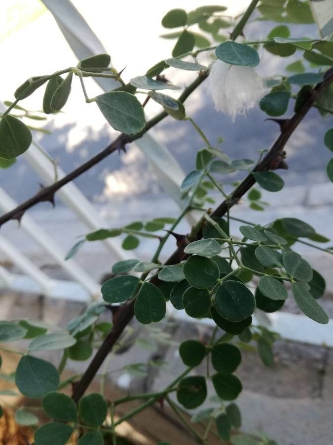 Senegalia nigrescens — search result for 'Acacia'