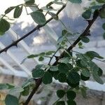 Senegalia nigrescens