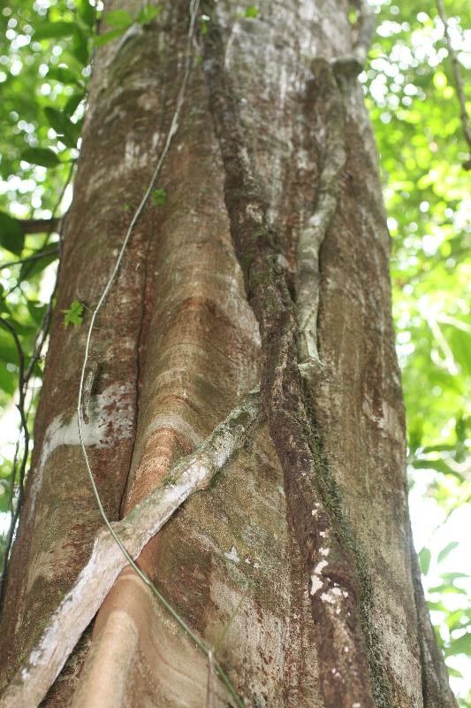 Tachigali melinonii bark
