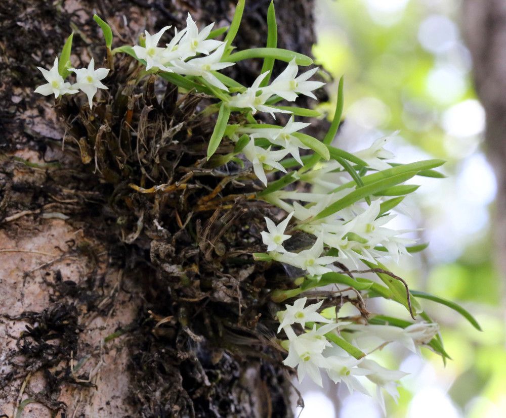 Dendrobium masarangense — houseplant care guide