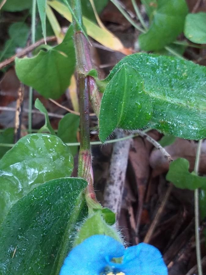 Commelina bracteosa — search result for 'Commelina'