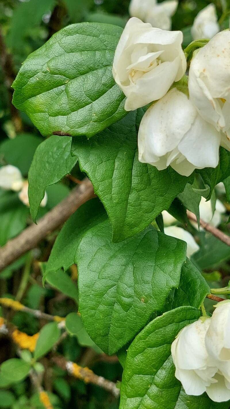 Philadelphus × virginalis — houseplant care guide