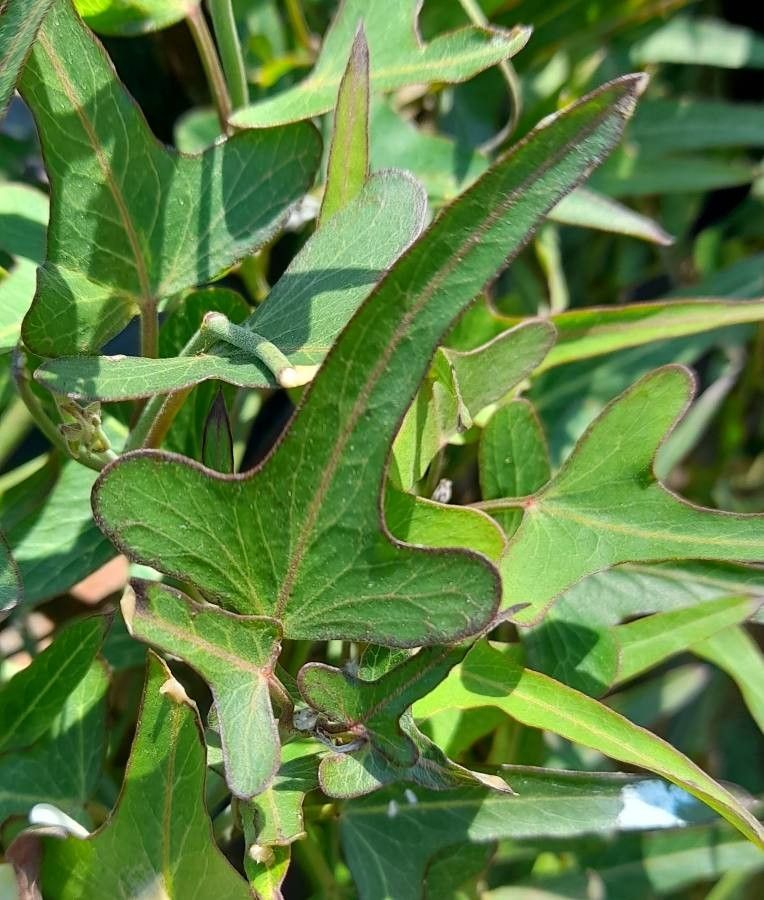 Araujia angustifolia — related species from the same genus