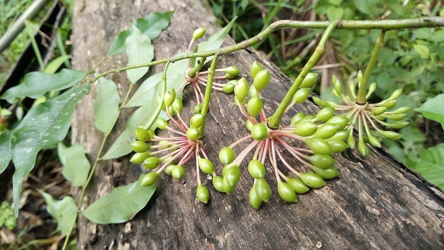 Guatteria dolichopoda fruit