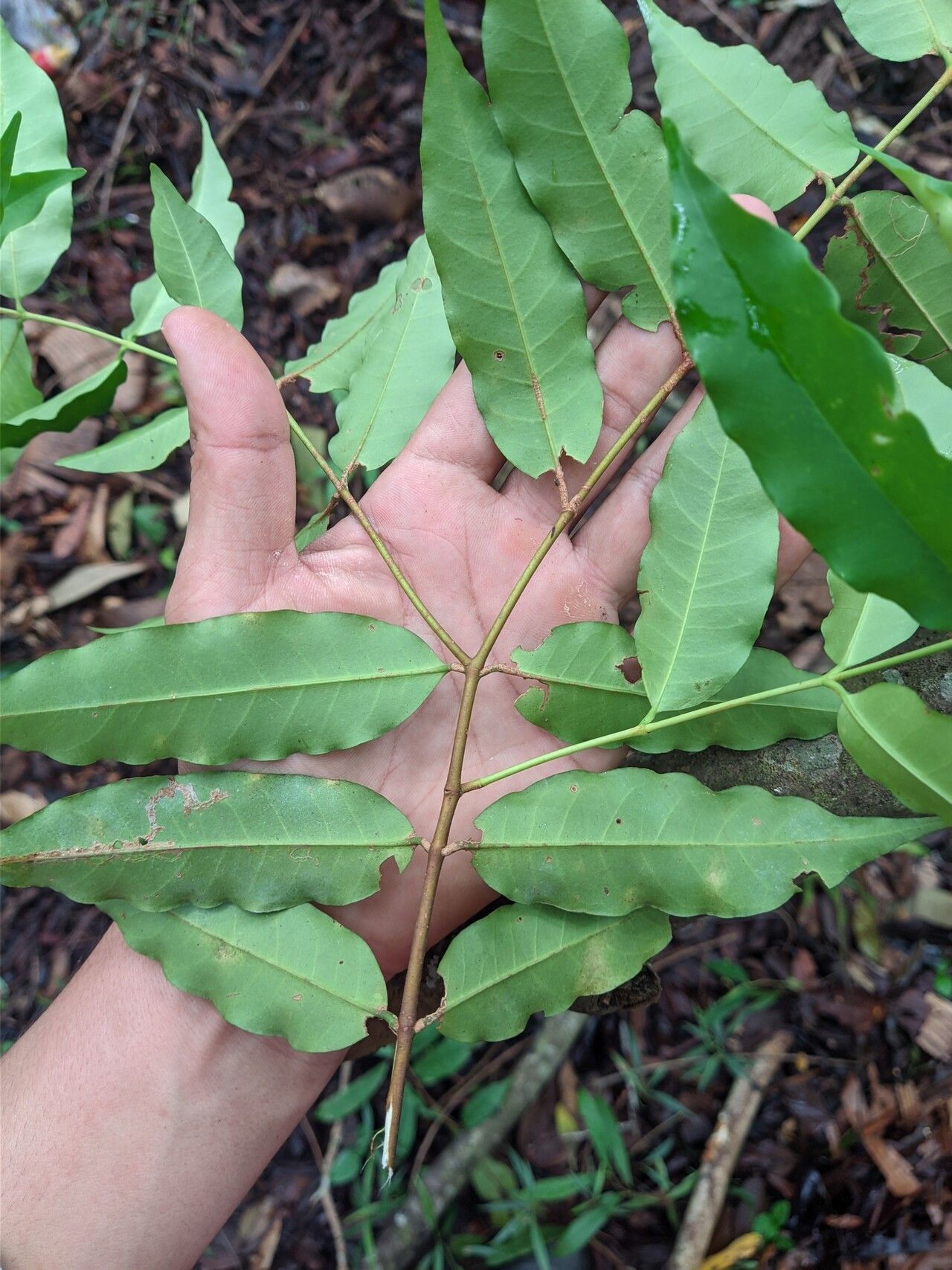 Lacmellea gracilis leaf