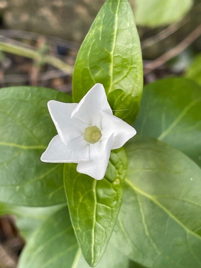 Vinca difformis flower
