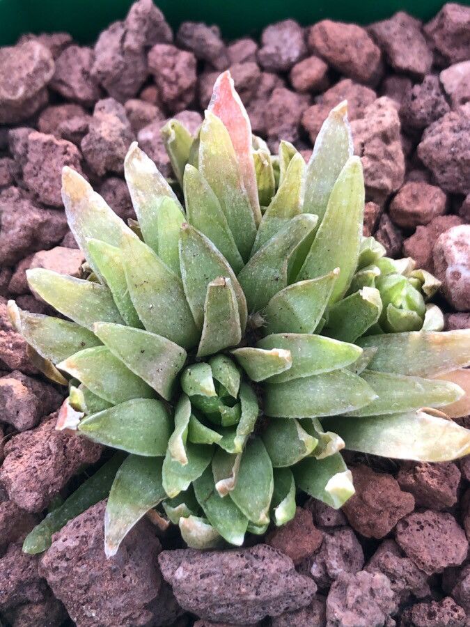 Haworthia angustifolia