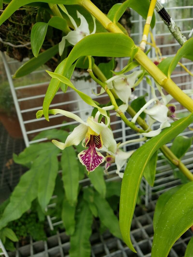 Dendrobium stratiotes flower