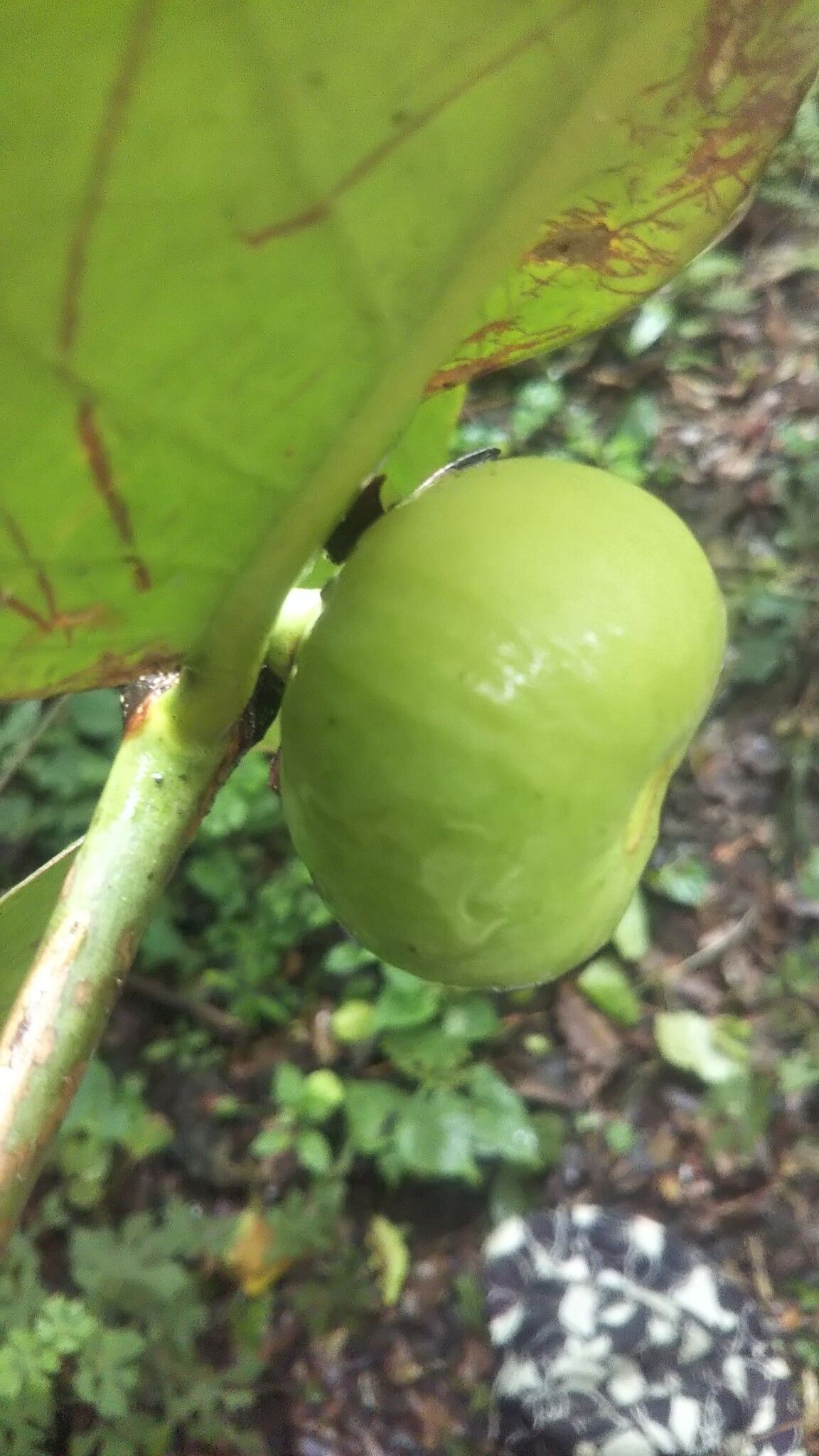Pyrostria ixorifolia fruit