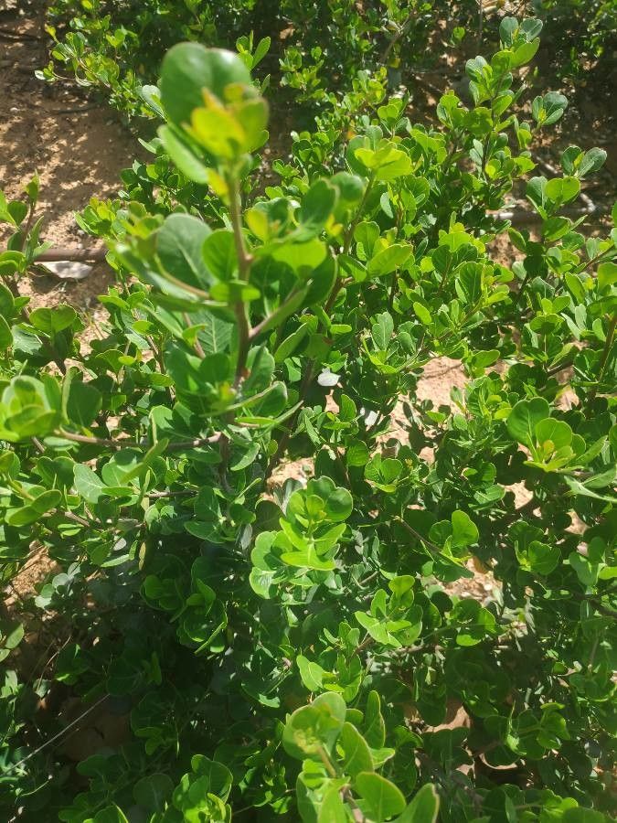 Rhus glauca — search result for 'Rhus'