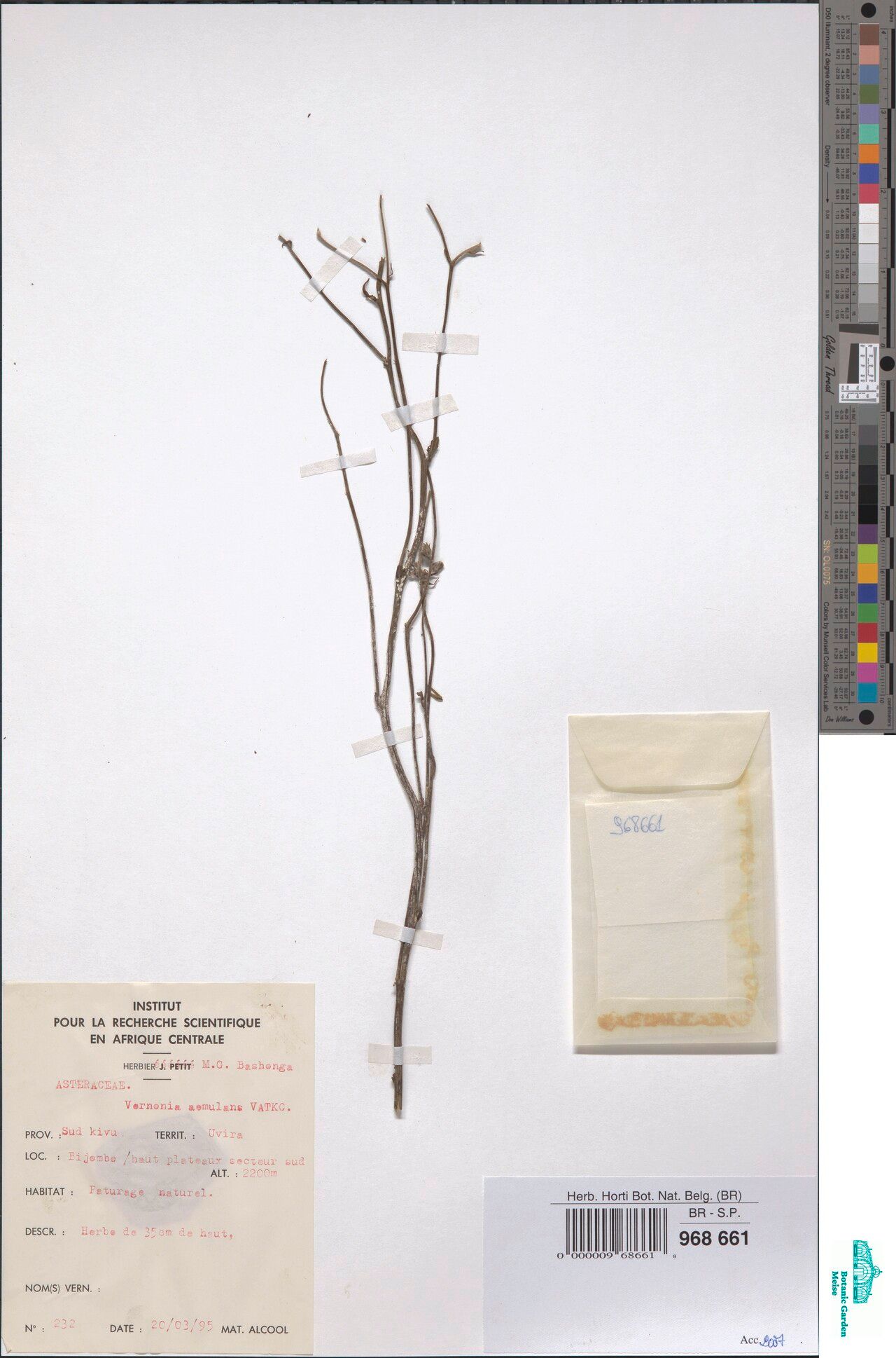 Vernonia melanocoma — houseplant care guide