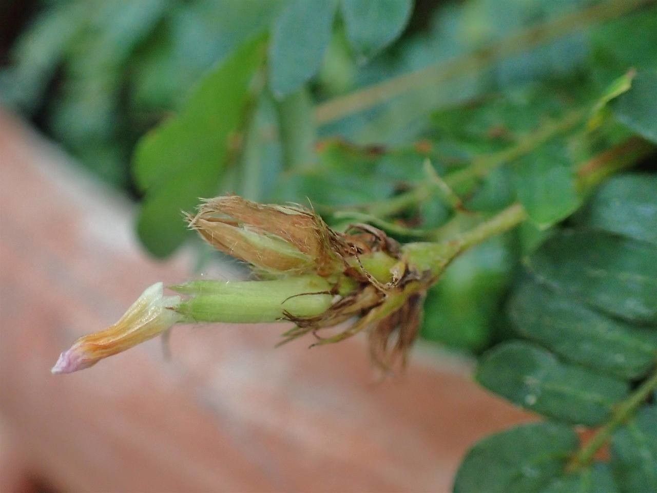 Biophytum sensitivum fruit