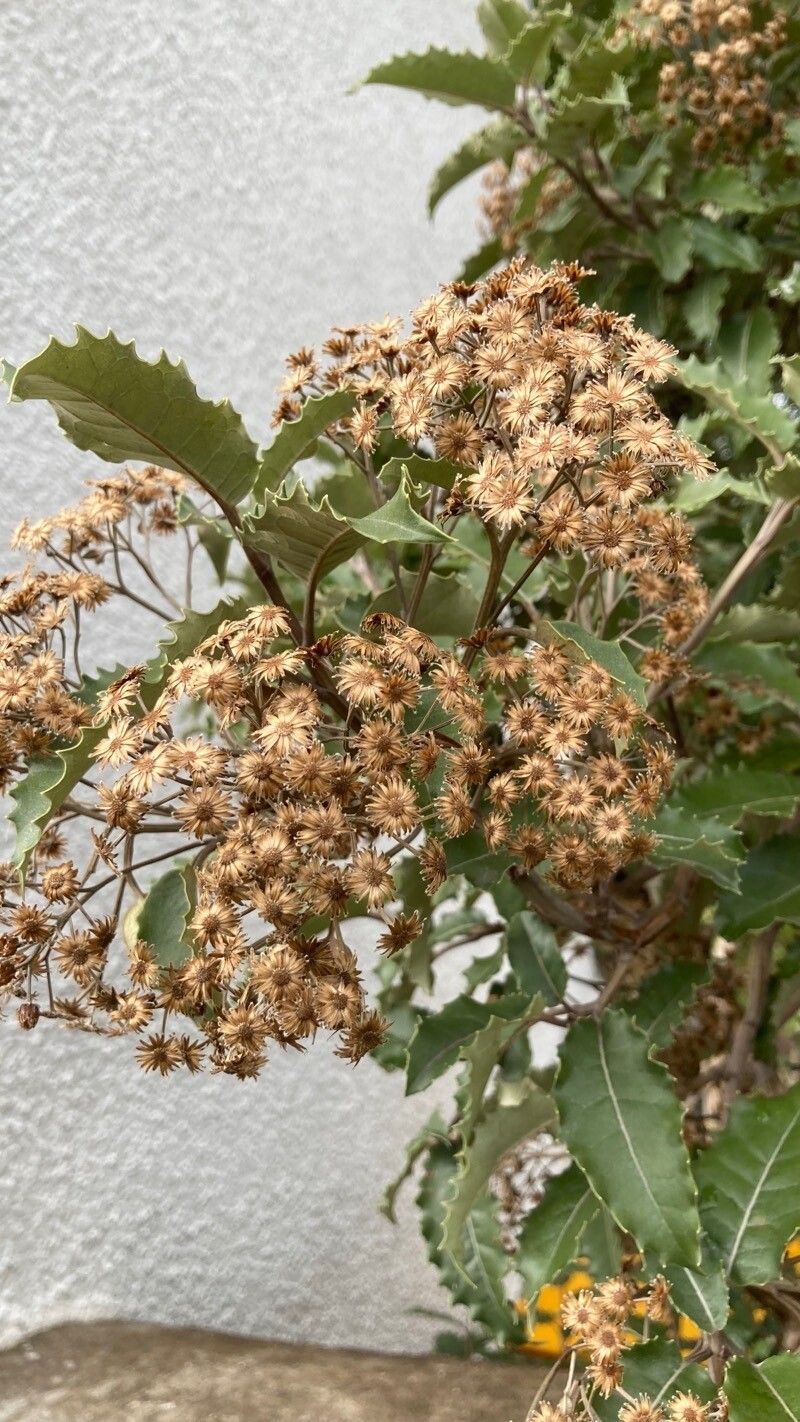 Olearia macrodonta flower