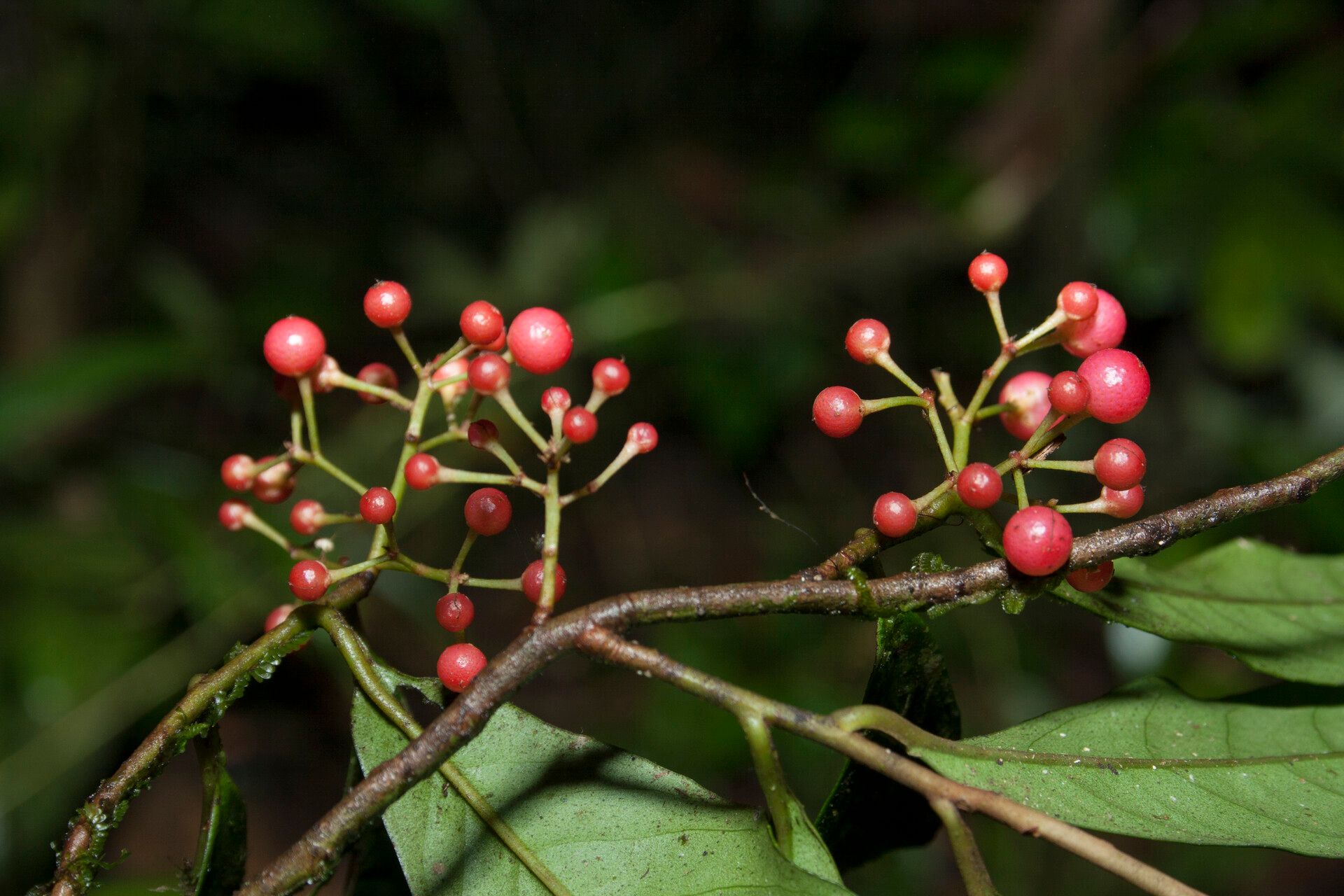 Ardisia guianensis fruit