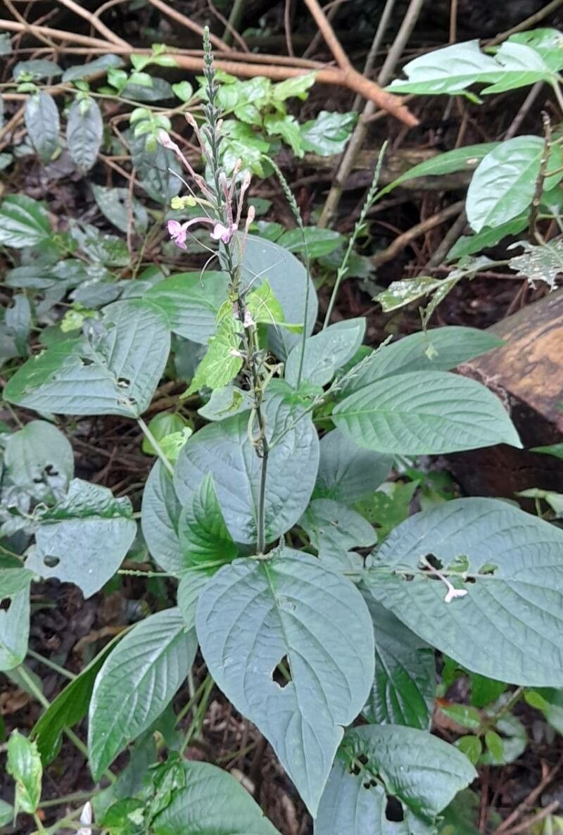 Pachystachys dubiosa habit
