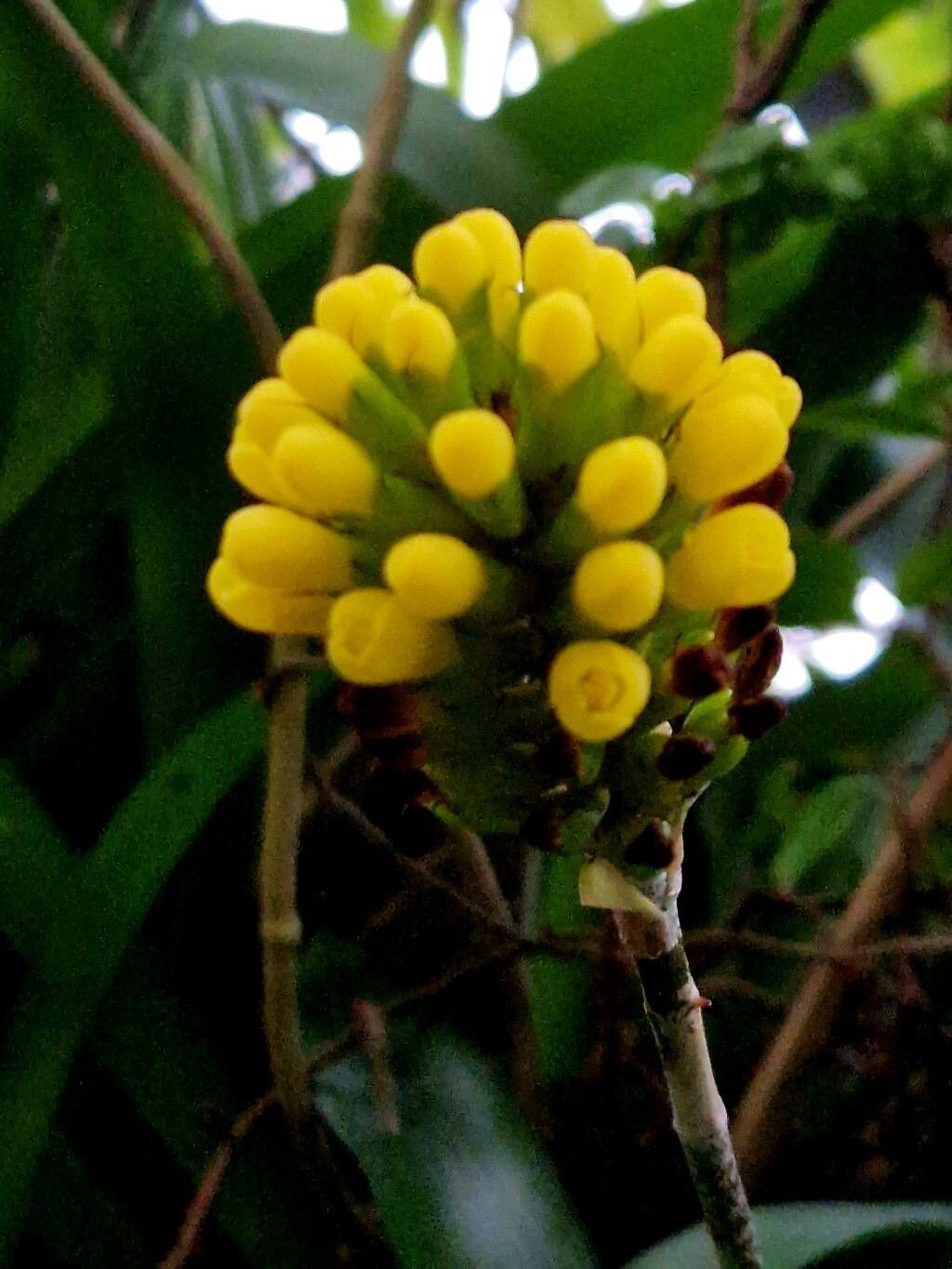 Aechmea pimenti-velosoi flower