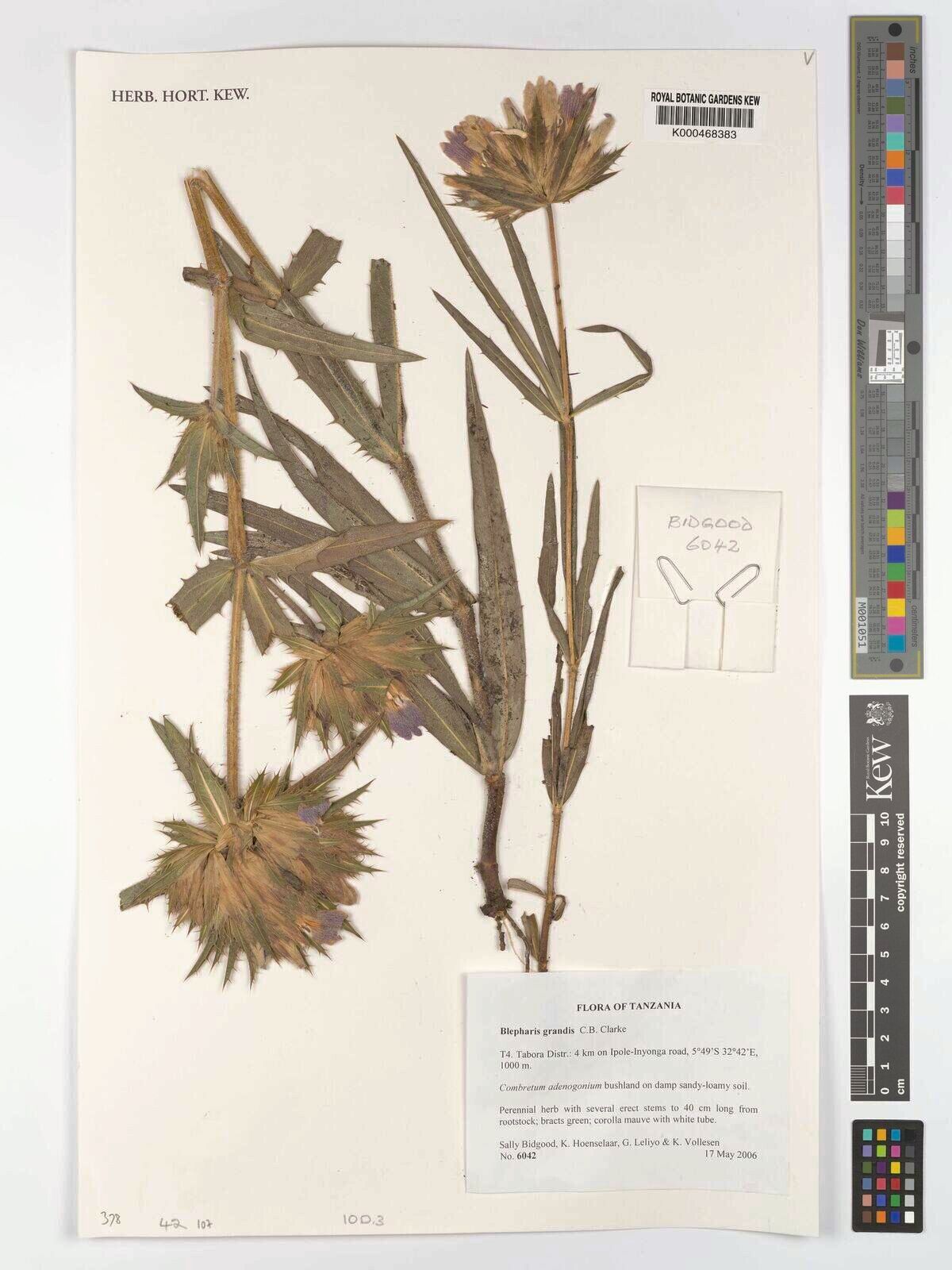 Blepharis asteracantha — related species from the same genus