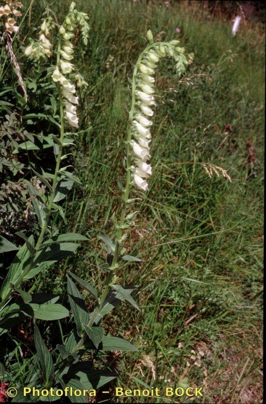 Digitalis × media other