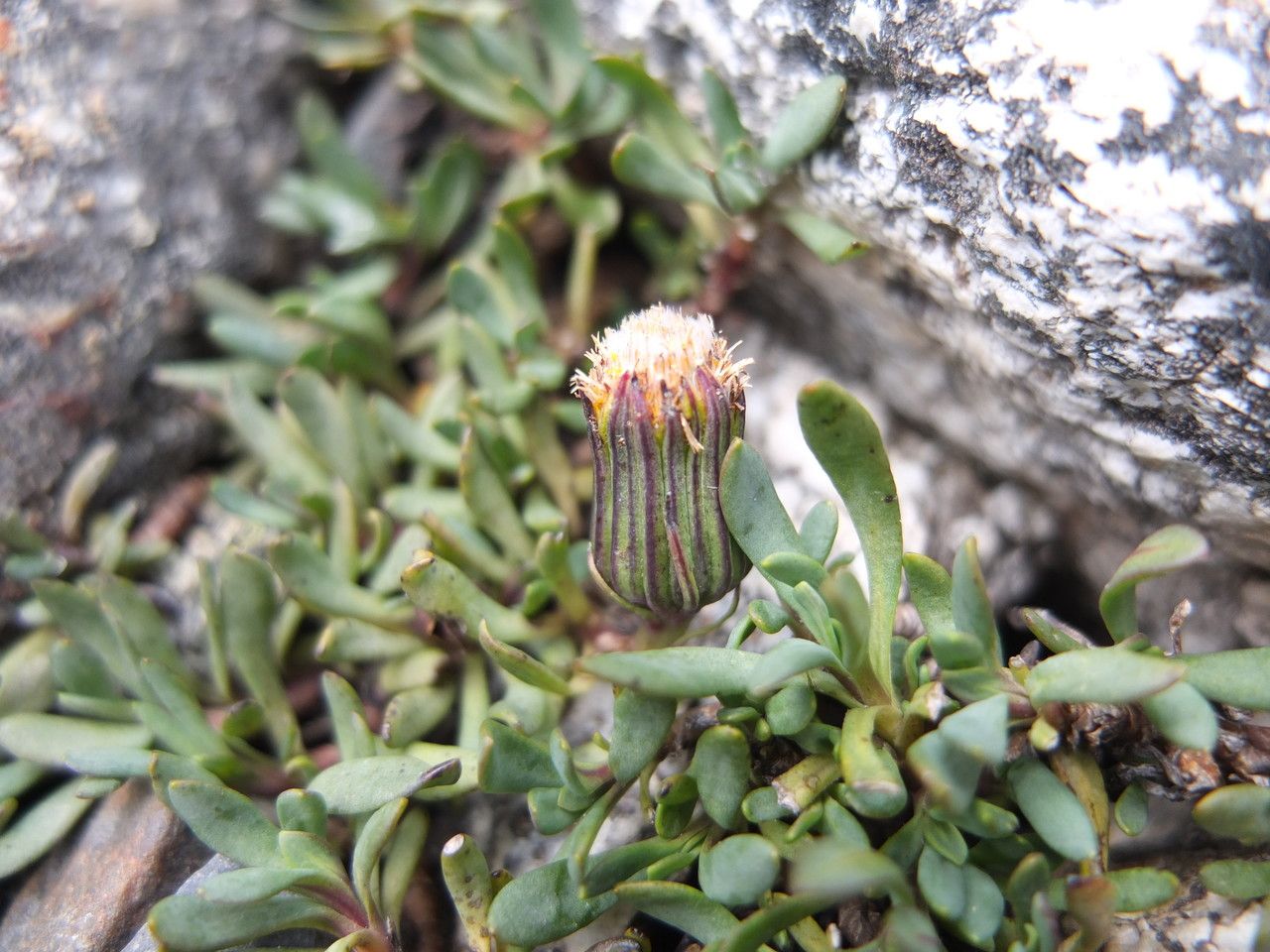 Senecio algens habit