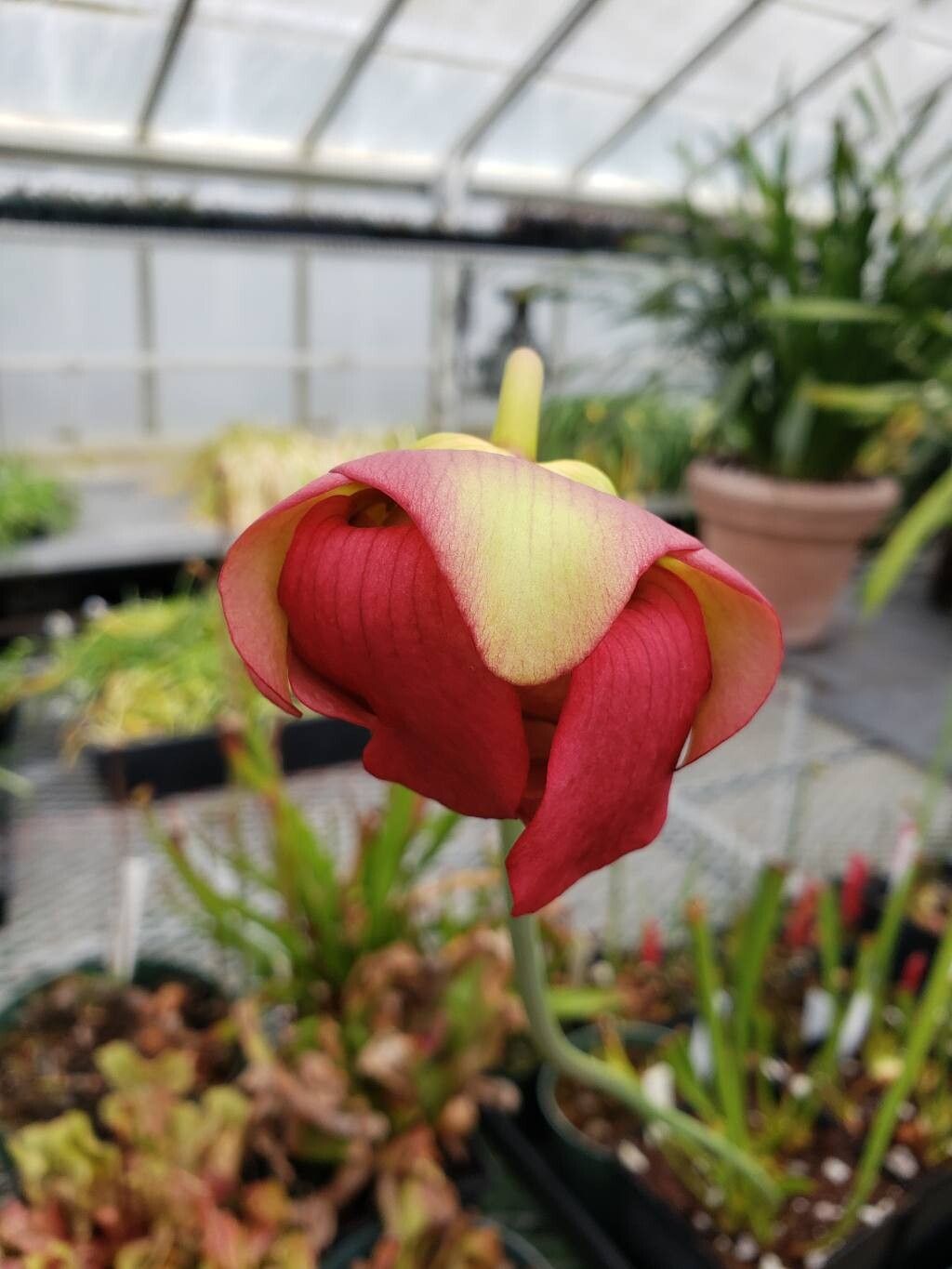 Sarracenia × moorei flower