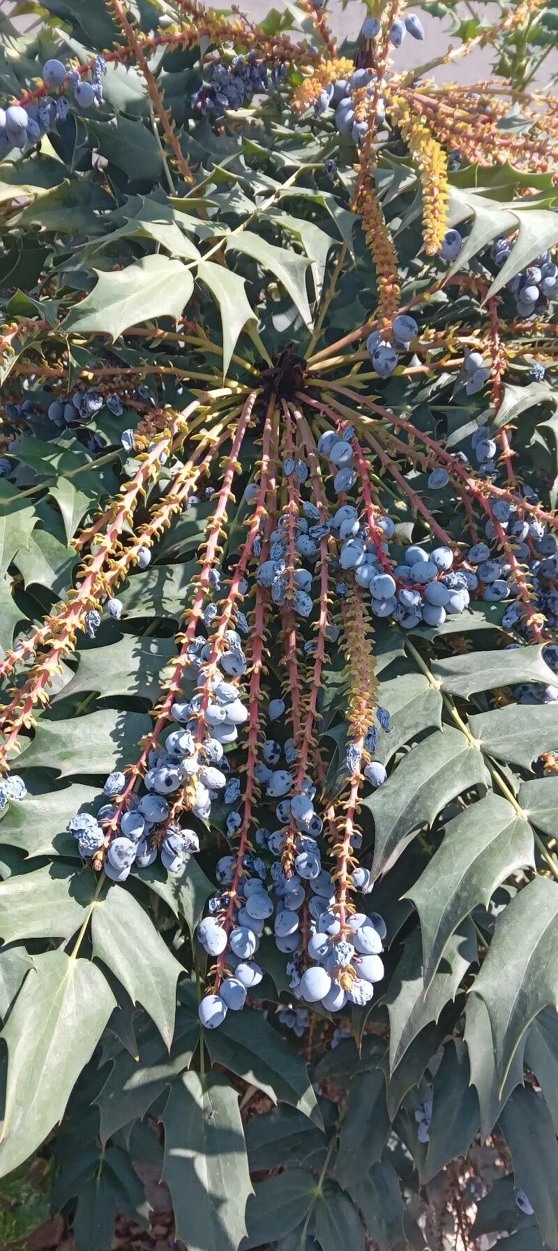 Berberis japonica fruit