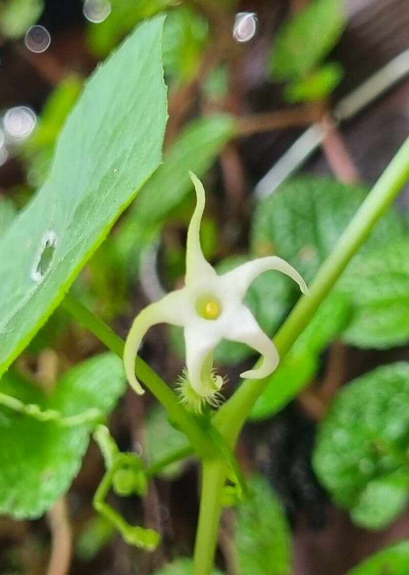 Cyclanthera carthagenensis flower