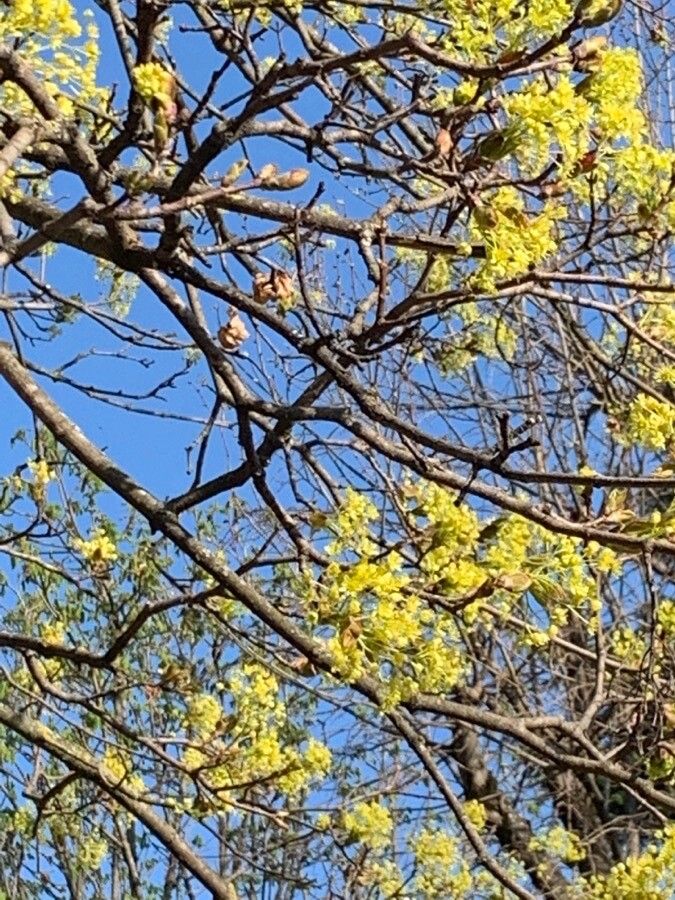 Dillenia pentagyna — search result for 'Sri Lanka'