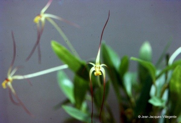 Dendrobium begaudii — houseplant care guide