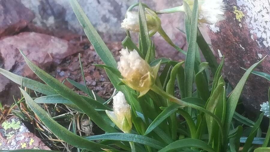 Armeria leucocephala flower