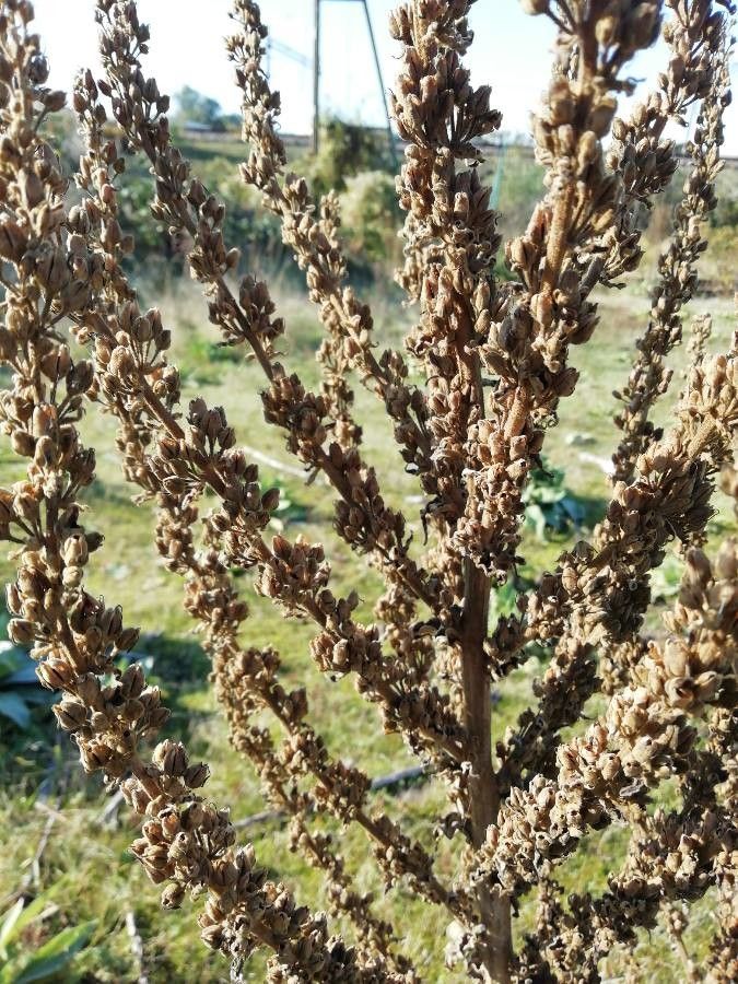 Verbascum nevadense fruit