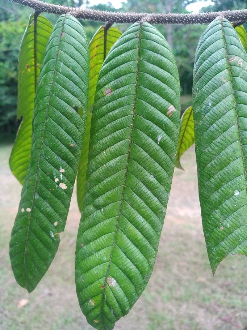 Shorea beccariana leaf