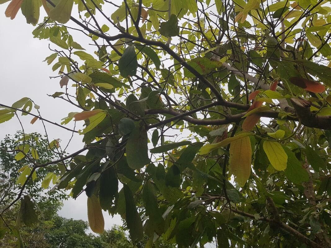 Grewia paniculata — houseplant care guide