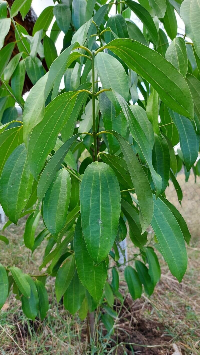 Cinnamomum verum leaf