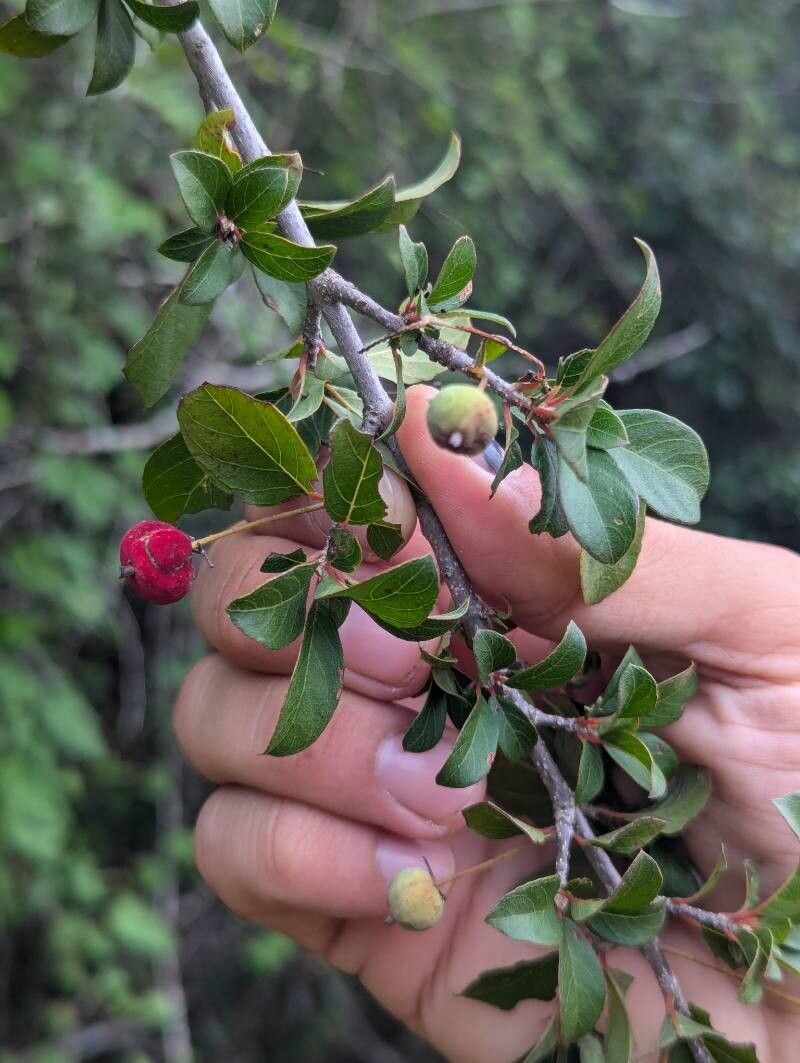 Guettarda elliptica fruit