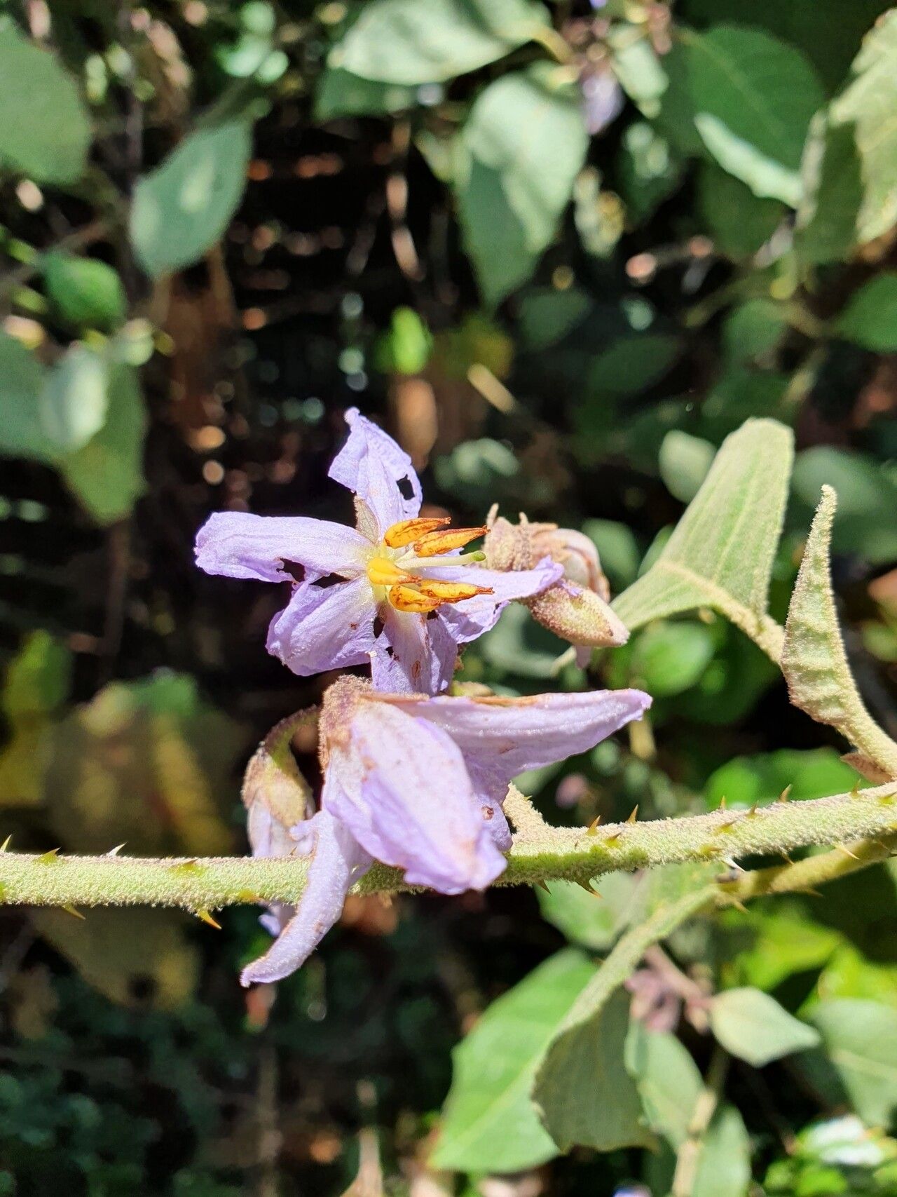 Solanum hamulosum flower